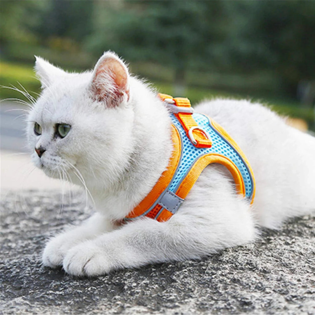 Harnais réfléchissant chat et petit chien – CLEVI Paris