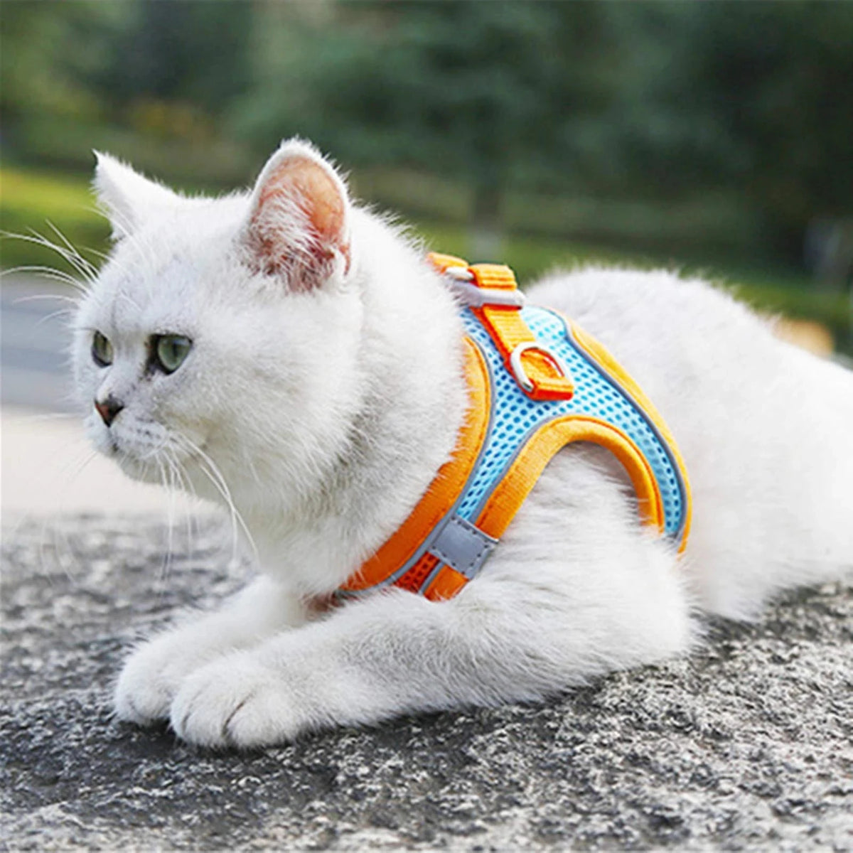 Harnais réfléchissant chat et petit chien – CLEVI Paris